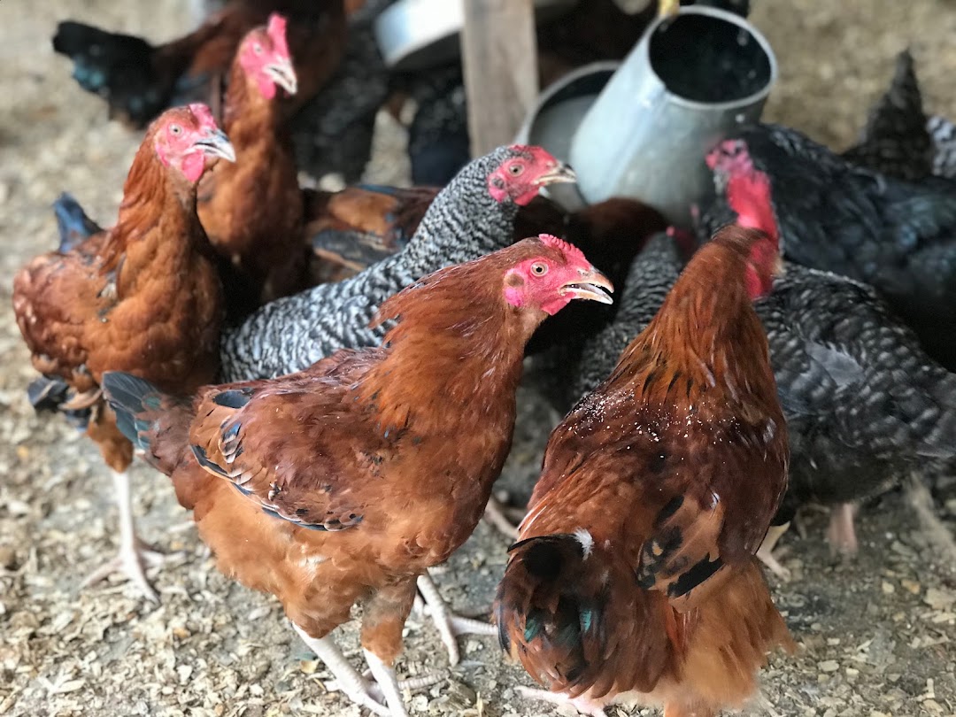 c.o.d farms