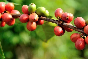 Cecafé - Council of Coffee Exporters of Brazil image