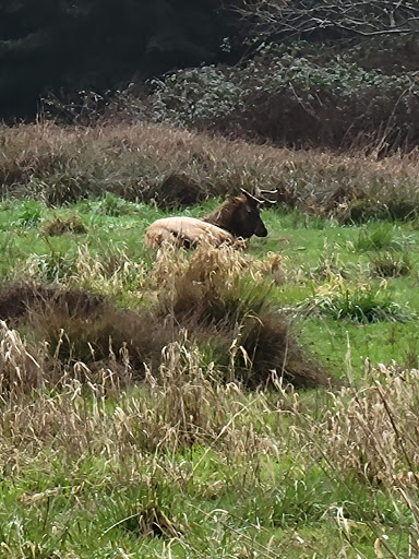 Nature Preserve «Tule Elk Reserve State Natural Reserve», reviews and photos, 8653 Station Rd, Buttonwillow, CA 93206, USA