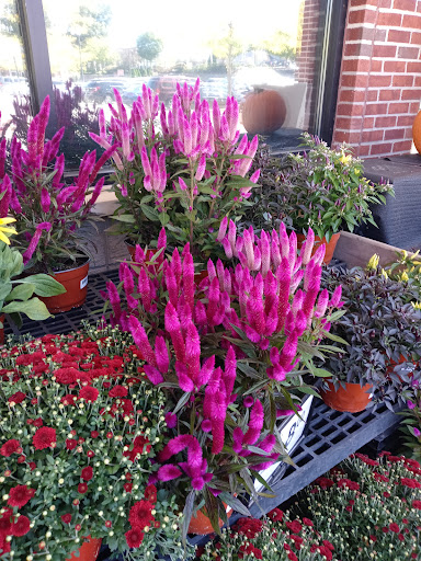 Grocery Store «ACME Markets», reviews and photos, 690 Millbrook Ave, Randolph, NJ 07869, USA