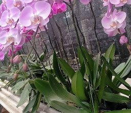 AS Orchids Bali photo