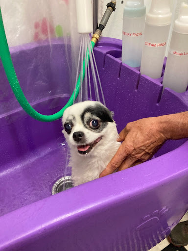 Pet Store «Debbies Pet Boutique», reviews and photos, 431 Center St, Healdsburg, CA 95448, USA