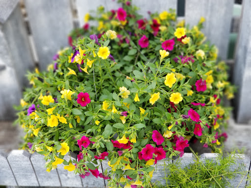 Florist «TILTED TULIP FLORIST», reviews and photos, 68 W Chicago St, Coldwater, MI 49036, USA