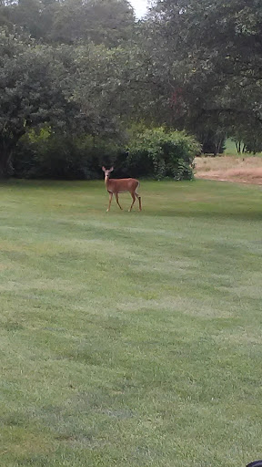 Golf Course «Goddard State Park Golf Course», reviews and photos, 1095 Ives Rd, East Greenwich, RI 02818, USA