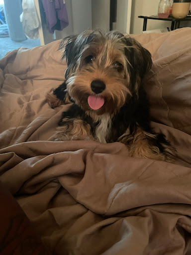 Pet Supply Store «Petco Animal Supplies», reviews and photos, 26 Coliseum Crossing, Hampton, VA 23666, USA