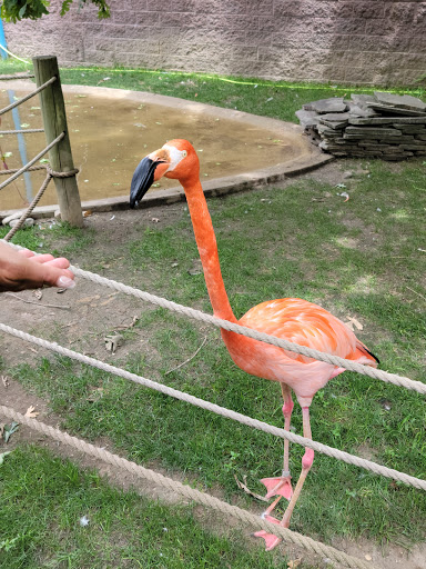 Zoo «Cape May County Park & Zoo», reviews and photos, 707 U.S. 9, Cape May Court House, NJ 08210, USA