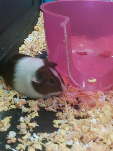 Pet Supply Store «PetSmart», reviews and photos, 8204 Leesburg Pike, Vienna, VA 22182, USA