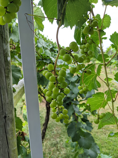 Winery «Butler Winery and Vineyards», reviews and photos, 6200 E Robinson Rd, Bloomington, IN 47408, USA