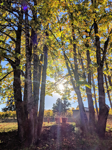 Winery «Apolloni Vineyards», reviews and photos, 14135 NW Timmerman Rd, Forest Grove, OR 97116, USA
