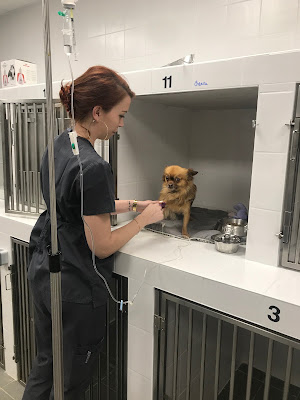 Clinique Vétérinaire des Clausonnes à Valbonne
