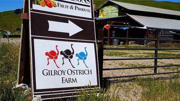 Gilroy Ostrich Farm