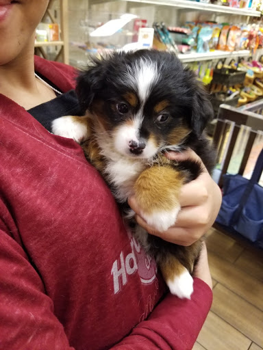 Pet Store «Charm City Puppies», reviews and photos, 8205 Snowden River Pkwy, Columbia, MD 21045, USA