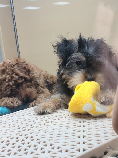 Pet Store «Petland», reviews and photos, 1514 Stonecreek Dr, Pickerington, OH 43147, USA