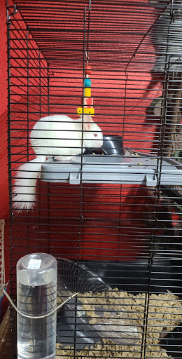 Pet Store «CUSTOM CREATURES PET SHOP», reviews and photos, 10727 N 19th Ave, Phoenix, AZ 85029, USA