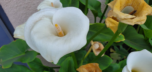 Clothing Store «Bellasposa Bridal & Photography», reviews and photos, 11450 E 4th St #103, Rancho Cucamonga, CA 91730, USA