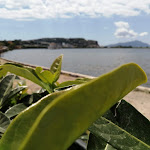Photo n°1 de l'avis de Vincenzo.e fait le 18/07/2020 à 13:58 sur le  LA MAREA BLU RISTORANTE VIA FUSARO 49 BACOLI à Bacoli