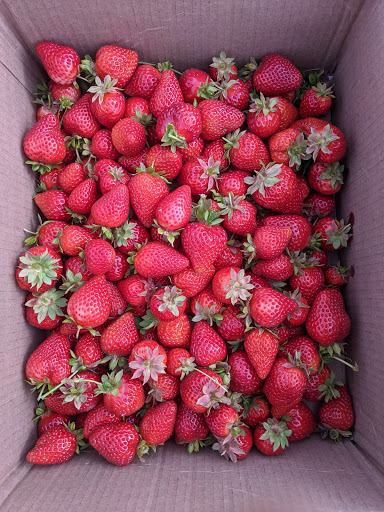 Produce Market «Boones Ferry Berry Farms», reviews and photos, 19602 NE Boones Ferry Rd, Hubbard, OR 97032, USA