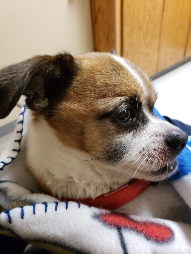 Companion Animal Vet Clinic