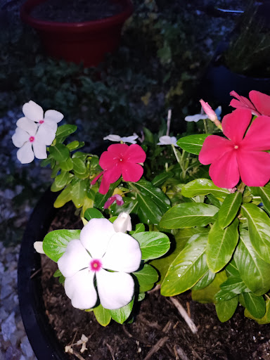 Florist «Rainbow Florist & Delectables Inc.», reviews and photos, 370 Main St, Laurel, MD 20707, USA