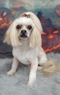 Suzette's Dog and Cat Grooming Boarding and Daycare 2nd Location - Photo 8 - Car repair in Myrtle Beach, SC, Myrtle Beach