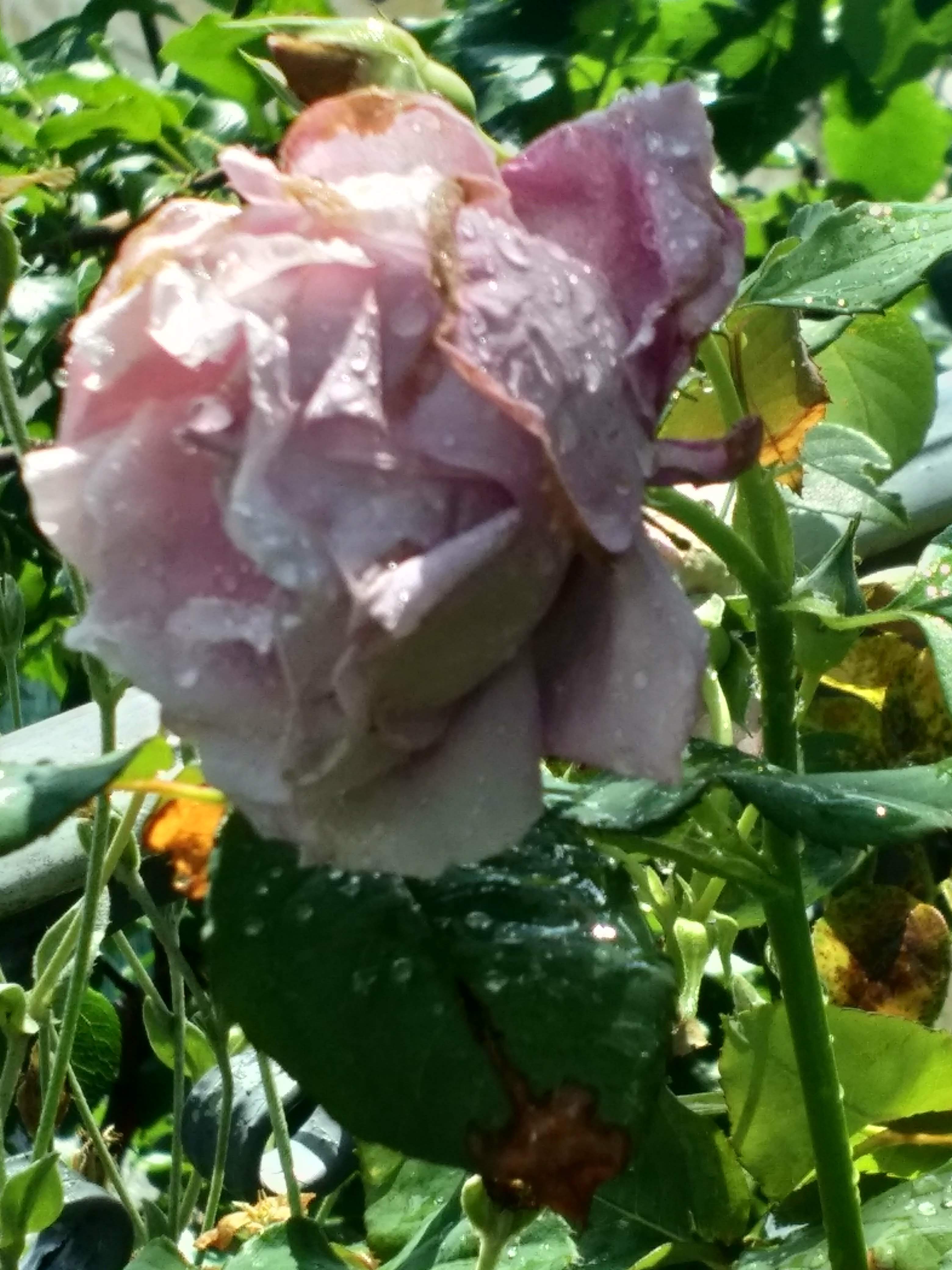 Photo n° 4 de l'avis de Françoise.E fait le 30/07/2021 à 07:18