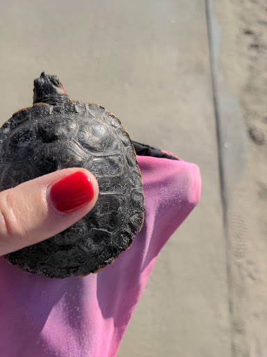 Pet Supply Store «Petco Animal Supplies», reviews and photos, 6500 Pacific Coast Hwy, Long Beach, CA 90803, USA