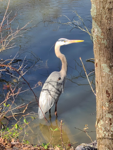 Nature Preserve «Three Lakes Park & Nature Center», reviews and photos, 400 Sausiluta Dr, Richmond, VA 23227, USA