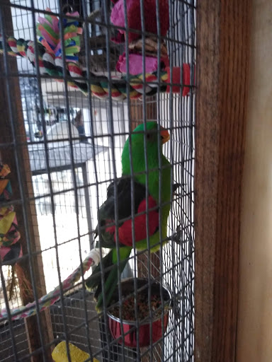 Bird Shop «Arizona Bird Store», reviews and photos, 565 S Dobson Rd, Mesa, AZ 85202, USA