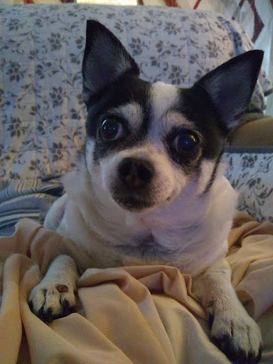 Pet Supply Store «PetSmart», reviews and photos, 5050 SE 14th St, Des Moines, IA 50320, USA