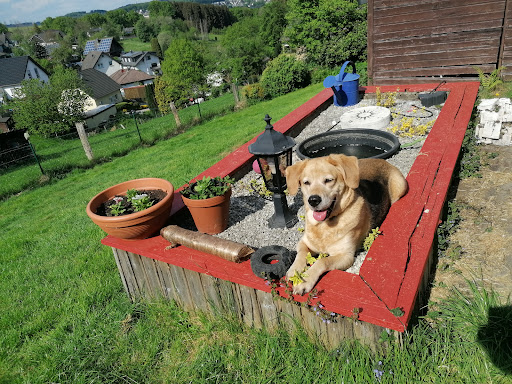 Dr. med. vet. Gerlinde Jux-Straatmann Tierärztin unter Overath, 