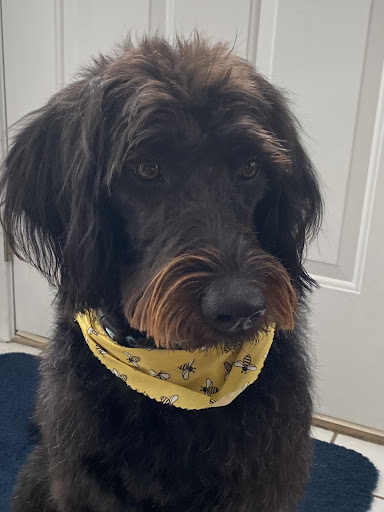 Pet Groomer «Doggie Doos By Amy Lou», reviews and photos, 132 2nd St NE, New Philadelphia, OH 44663, USA