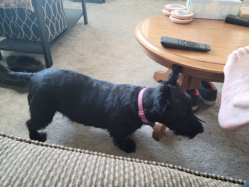 Pet Supply Store «Woof’s Dog Bakery and Holistic Pet Nutrition Center», reviews and photos, 1031 Chetco Ave, Brookings, OR 97415, USA