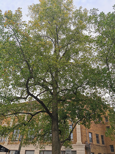 Record Store «Irvington Vinyl», reviews and photos, 9 Johnson Ave, Indianapolis, IN 46219, USA