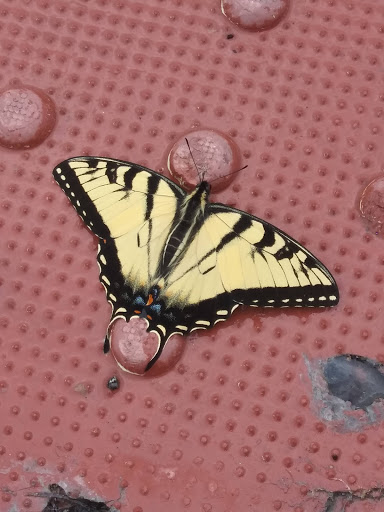 Pet Supply Store «PetSmart», reviews and photos, 367 Mt Hope Ave, Rockaway, NJ 07866, USA