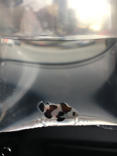 Tropical Fish Store «KHC Aquarium», reviews and photos, 150-1 Northern Blvd, Flushing, NY 11354, USA