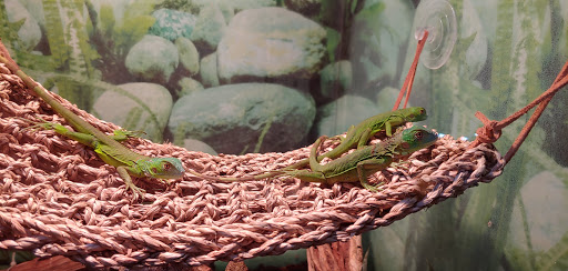 Pet Store «All Pets Club», reviews and photos, 405 Queen St, Southington, CT 06489, USA