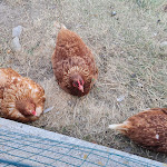 Photo n°5 de l'avis de Mirko.a fait le 16/07/2022 à 14:50 sur le  Ristorante @ Agriturismo Cà Di Racc à Valgoglio