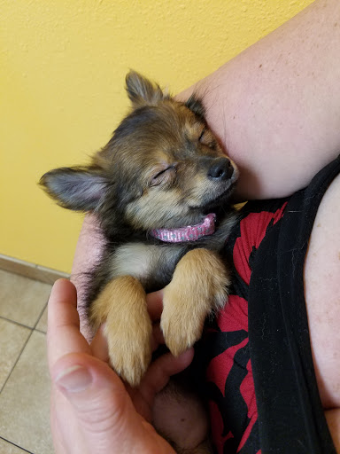 Pet Supply Store «PetSmart», reviews and photos, 1800 Evans Rd, Melbourne, FL 32904, USA