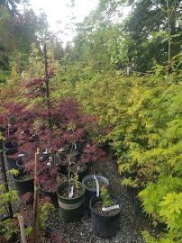 Green Knight Landscaping & Nursery - Photo 7 - Car repair in Kirkland, WA, Seattle