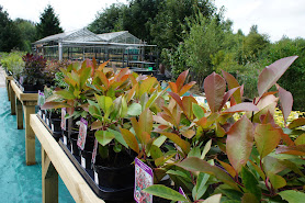 Brookedge Nursery and Eco-Gift Centre