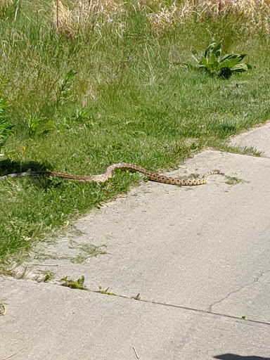 Golf Course «Red Hawk Ridge Golf Course», reviews and photos, 2156 Red Hawk Ridge Dr, Castle Rock, CO 80109, USA