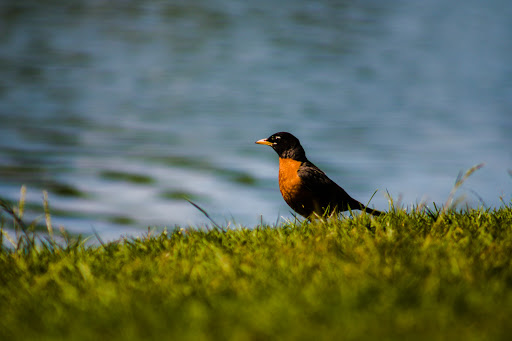 Dog Park «Thomas Bull Memorial Park», reviews and photos, 211 New York 416, Montgomery, NY 12549, USA