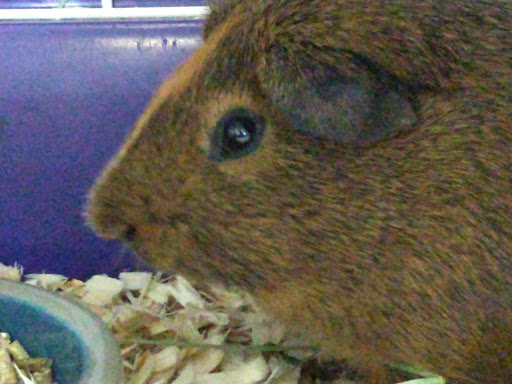 Pet Store «Pet Cove», reviews and photos, 820 E Center St, Kingsport, TN 37660, USA