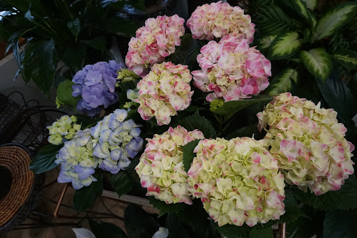 Florist «Carrollwood Florist», reviews and photos, 11745 N Dale Mabry Hwy, Tampa, FL 33618, USA