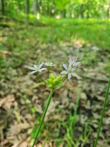 Nature Preserve «Thorn Creek Woods Nature Preserve», reviews and photos, 247 Monee Rd, Park Forest, IL 60466, USA