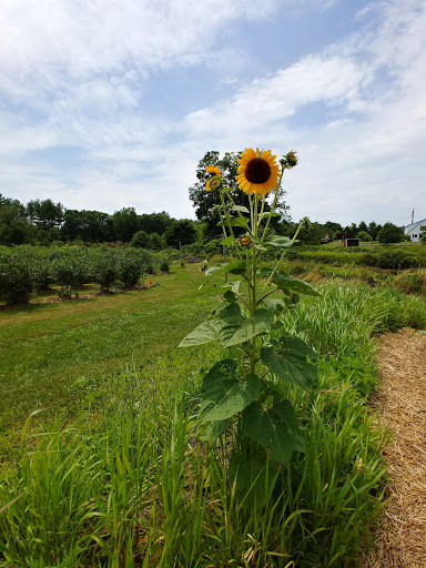 Farm «Heron Pond Farm», reviews and photos, 299 Main Ave, South Hampton, NH 03827, USA