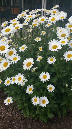 Golf Course «Bunker Hill Golf Course», reviews and photos, 3060 Pearl Rd, Medina, OH 44256, USA