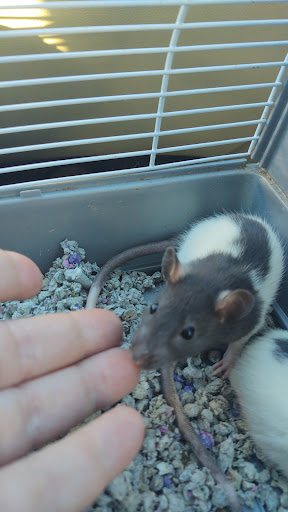 Pet Store «Everything Pets», reviews and photos, 1506 Altamont Ave, Schenectady, NY 12303, USA