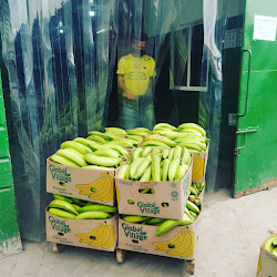 Venta al por mayor de plátano verde