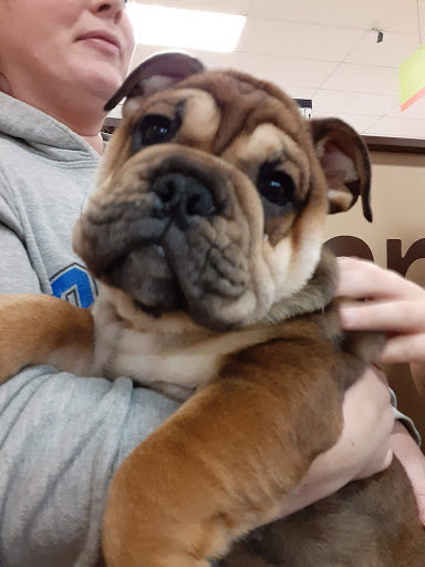 Pet Store «Petland», reviews and photos, 5470 Dixie Hwy, Fairfield, OH 45014, USA